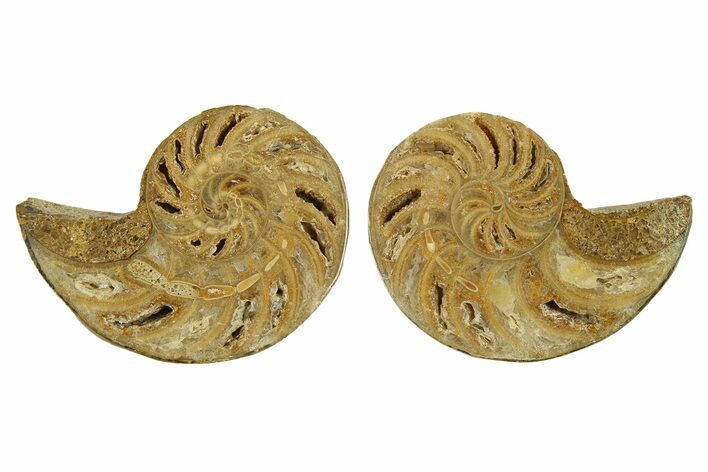 Jurassic Cut & Polished Nautilus (Cymatoceras) Fossil -Madagascar #287992